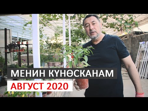 Видео: Менин күнөсканам. Август 2020. І Мыктыбек Арстанбек