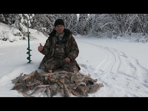 Видео: ОТ ЛУНКИ НЕ ОТОРВАТЬСЯ! ЖИРНАЯ РЫБАЛКА НА ГОРБАТЫХ ОКУНЕЙ! ДИКОЕ И ЗАБЫТОЕ РЫБНОЕ МЕСТО НА ЯМАЛЕ!