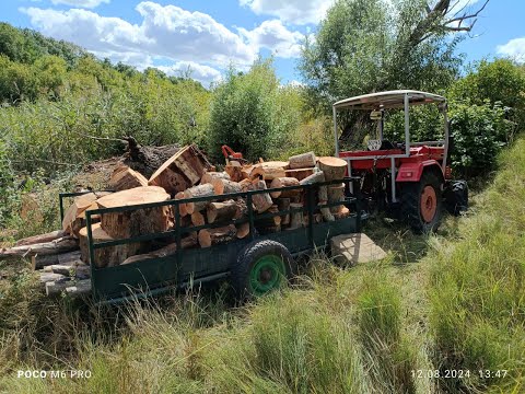 Видео: Шифенг 244! Отличный трактор для заготовки дров!