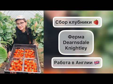 Видео: Сбор клубники | Вся правда! | Ферма Dearnsdale Knightley |  РАБОТА В АНГЛИИ