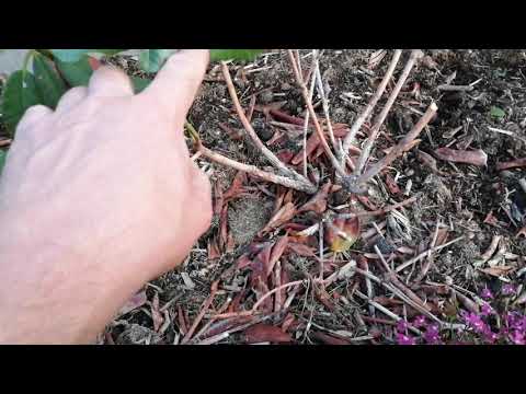 Видео: Рододендроны! Мои неудачи!