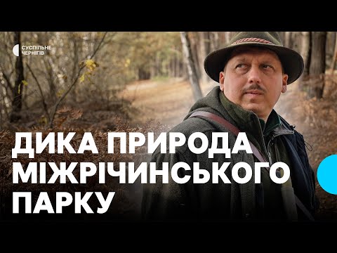 Видео: Між Десною і Дніпром┃МАНДРІВКА ДИКИМ ПОЛІССЯМ У МІЖРІЧИНСЬКОМУ ПАРКУ З АНДРІЄМ САГАЙДАКОМ