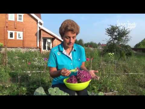 Видео: Как вырастить цветную капусту  Сиреневая цветная капуста