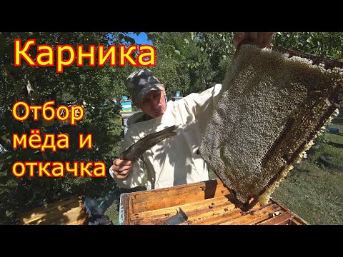 Видео: Карника, ОТБОР МЁДА и ОТКАЧКА! Помещение для откачки мёда