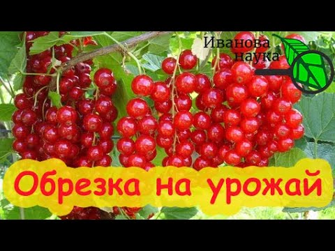 Видео: ОСОБЕННОСТИ ОБРЕЗКИ КРАСНОЙ СМОРОДИНЫ. Три отличия обрезки черной и красной смородины.
