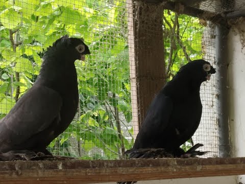 Видео: В гостях у Сервера.Узбекские  игровые голуби