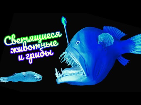 Видео: Удивительные светящиеся животные и грибы