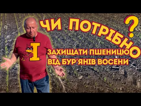 Видео: Особливості захисту пшениці від бур'янів в осінній період...