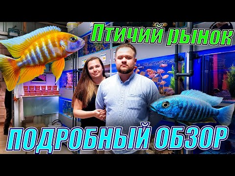 Видео: Цихлиды, гуппи, карпы кои и ФОРЕЛЬ! Подробный обзор птичьего рынка