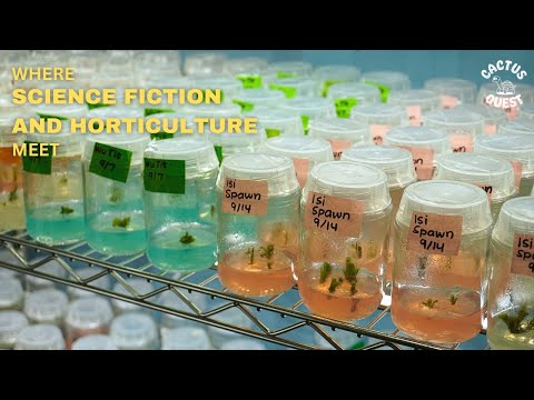 Видео: Клонирование растений с использованием тканевой культуры #cactusquest #hiddenagave