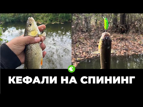 Видео: КЕФАЛИ НА СПИНИНГ - Нетипичен за нас риболов по река Вит