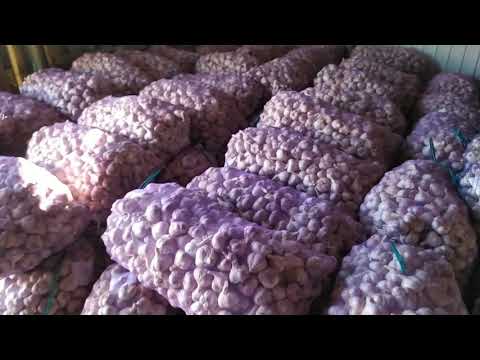 Видео: Калибровка чеснока 2.5 ТОННЫ В ДЕНЬ! Заключительный этап сезона 2020-2021. Итоги.