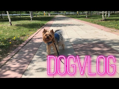 Видео: DogVlog: долгая прогулка в парке