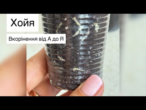 Видео: Ундулата і Клеменсіорум Дарк