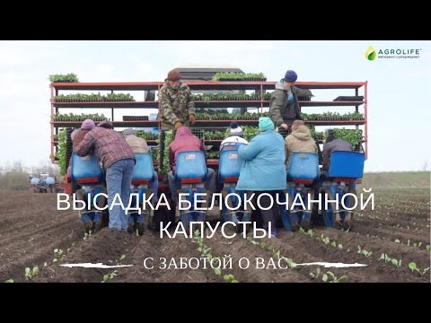 Видео: Высадка рассады капусты в открытый грунт | Технология выращивания капусты