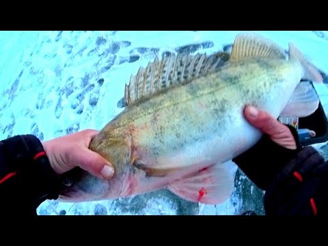 Видео: ШОК!!! СУДАК ЛУПИТ ТОЛЬКО НА ЭТОТ ВИБ!!! ЖЕСТЬ!!!  РЫБАЛКА НА СУДАКА ЗИМОЙ