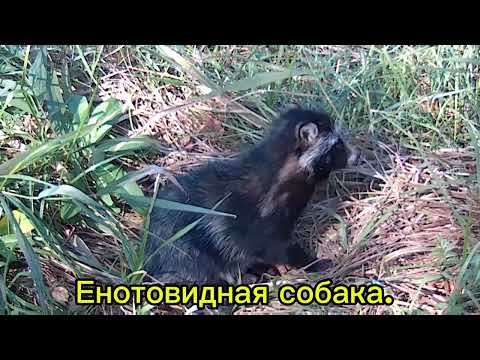 Видео: Енотовидная собака. Охота в Сибири. 2025 г. 