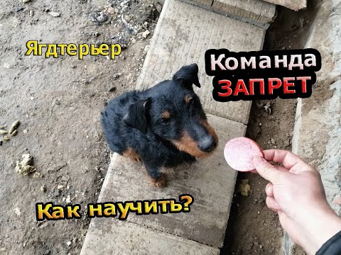 Видео: Немецкий Ягдтерьер | Команда запрет,как научить?