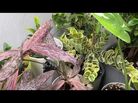 Видео: Какие лампы использую я / про освещение 