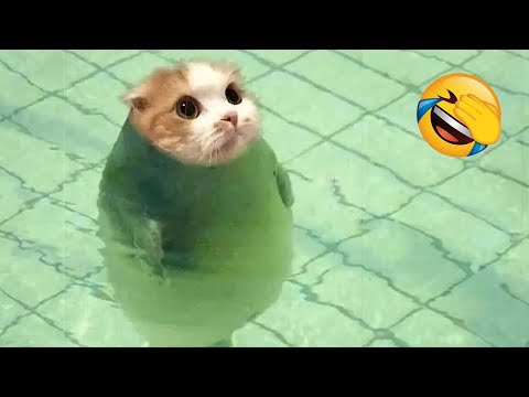 Видео: Самые смешные кошки и собаки доведут вас до слез 😂
