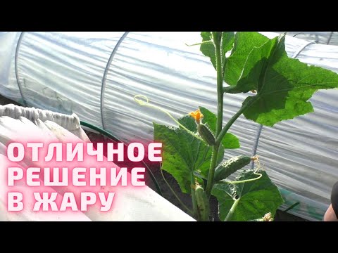 Видео: КАК Использовать МИНИ ТЕПЛИЧКИ Не Только Весной. Обзор грядок.