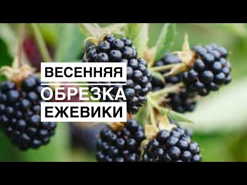 Видео: ОБРЕЗКА ЕЖЕВИКИ ВЕСНОЙ