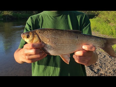 Видео: МАЛАЯ РЕКА ПРОСТО КИШИТ РЫБОЙ. РЫБАЛКА НА СПИННИНГ