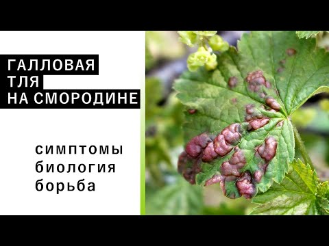 Видео: ГАЛЛОВАЯ ТЛЯ НА СМОРОДИНЕ: симптомы, методы борьбы, биология