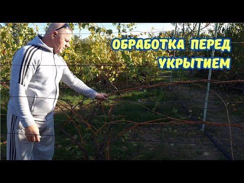 Видео: Искореняющая обработка виноградных кустов.