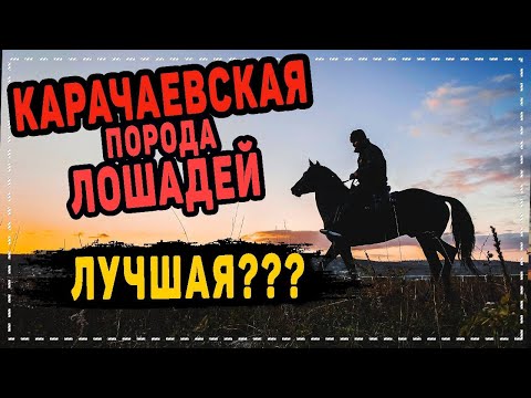 Видео: КАРАЧАЕВСКАЯ ЛОШАДЬ. ЗНАКОМСТВО. ХАРАКТЕР. ОСОБЕННОСТИ. СОДЕРЖАНИЕ. АММУНИЦИЯ. Ч.1