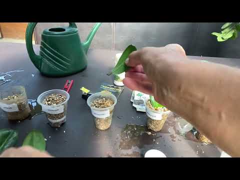 Видео: Укоренение перьев замиокулькаса зензи с препаратами и без них