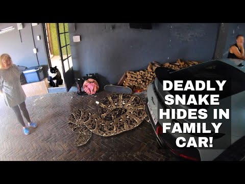 Видео: СМЕРТЕЛЬНАЯ ЗМЕЯ ПРЯЧЕТСЯ В СЕМЕЙНОЙ МАШИНЕ!