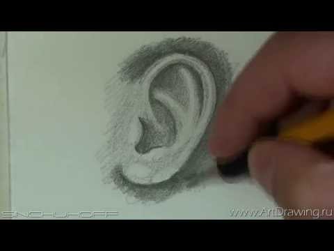 Видео: рисуем ухо человека