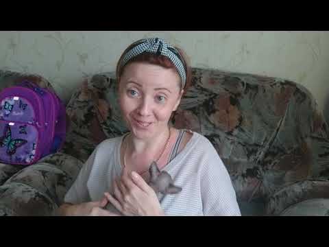 Видео: Родовая травма у котёнка, это не атаксия! Как лечить? Отвечаю