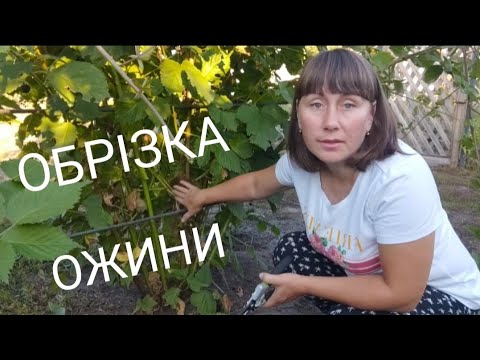 Видео: ОЖИНА ОСІННЯ ОБРІЗКА