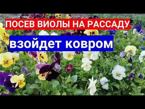 Видео: ПОСЕВ  ВИОЛЫ НА РАССАДУ - ВЗОЙДЕТ КОВРОМ! ЗАПРАВЛЯЕМ СЫТНО ГРУНТ!