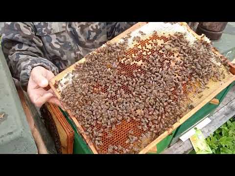 Видео: Семья спустя 3 недели , после откачки мёда. 