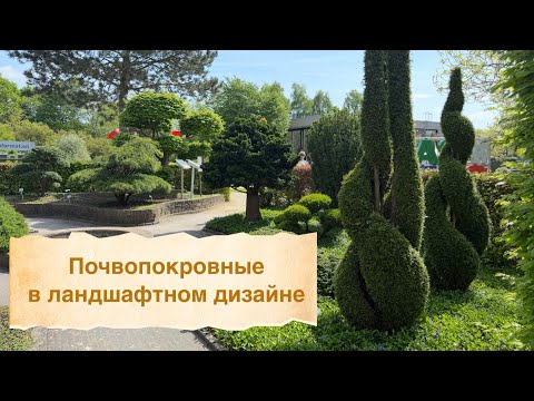 Видео: Почвопокровные растения: сочетания, акценты, контрасты и использование в дизайне сада..