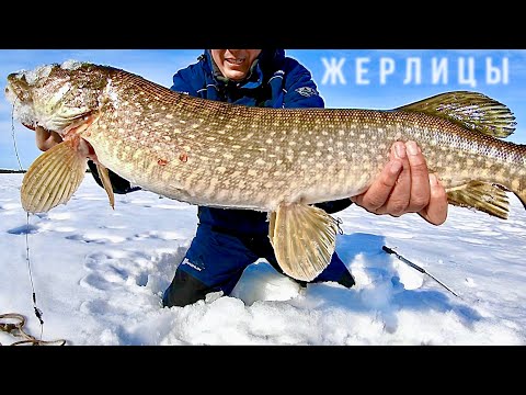 Видео: ВОТ ТАКУЮ ПРИЯТНО ТАЩИТЬ! ЛЕСКА ТРЕЩИТ. РЫБАЛКА В КАЙФ! ЖЕРЛИЦЫ В МАРТЕ НА ЩУКУ.