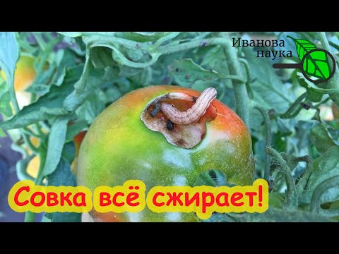 Видео: СОВКА ПОЕЛА УРОЖАЙ? Избавляемся от совки осенью. Радикально. Как избавиться от совки?