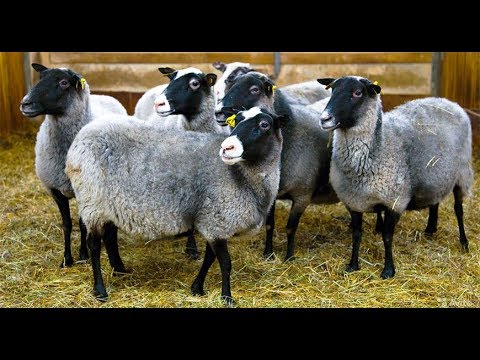 Видео: БИРДАНИГА 4 ТА ТУҒАДИГАН РОМАНОВ НАСЛДОР ҚЎЙЛАРИ БИЗНЕСИ