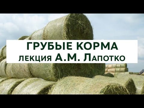 Видео: Что такое клетчатка, рубцовый мат. Сколько стоит плохой силос.  Лекция А.М. Лапотко