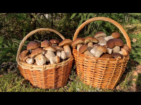 Видео: МЕГА поляны белых грибов! Беларусь!