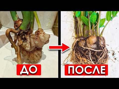 Видео: ЗАМИОКУЛЬКАС: пересадка, уход и черенкование! Самая подробная инструкция