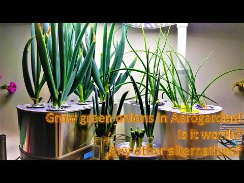 Видео: Выращиваем зеленый лук в Aerogarden из семян и черенков | гидропоника | Эксперимент 4 в 1