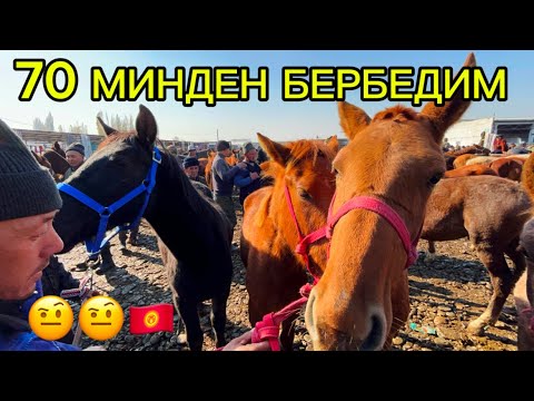 Видео: ОЗГОН ТАЙ БЕЕ БАЙТАЛ 09.11.2025#памиртв #horse #атбазар #кыргызкызы #rek 