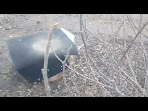 Видео: Зимовка инжира.Бреба.Никополь.3.02.24