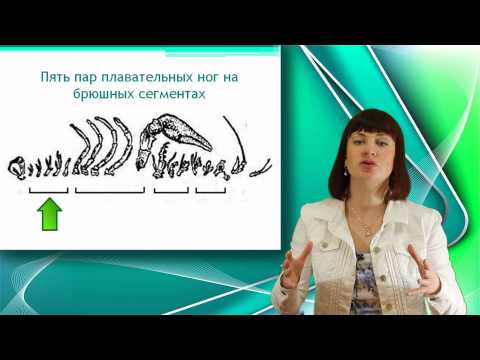 Видео: Речной рак. Класс ракообразные. Часть 1. Уроки Биологии Онлайн