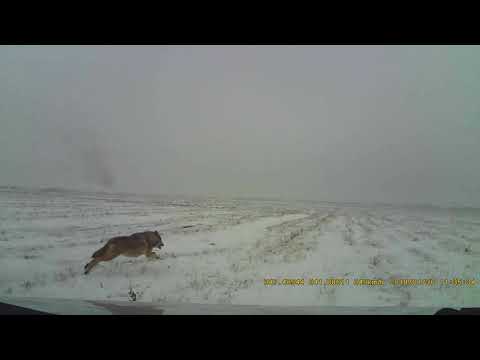 Видео: охота на волка, грейхаунды