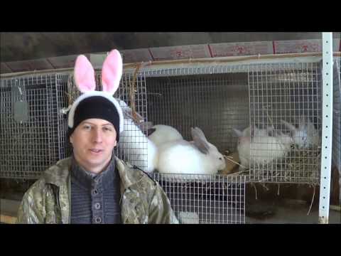 Видео: Обзор мини ферма для кроликов кроликоферма (часть 22)